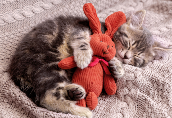 
		Снятся котята — значение сна по различным сонникам		