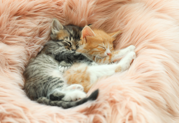 
		Снятся котята — значение сна по различным сонникам		